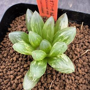 ★サボテン・多肉植物★866★ハオルシア 花水晶×水晶オブツーサ　Haworthia　obtusa(dielsiana ) varieg ★ハオルチア 錦