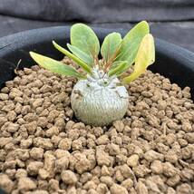 ★サボテン・多肉植物★803 ★パキポディウム ナマクアナム 光堂　実生　Pachypodium namaquanum★コーデックス 塊根_画像7