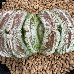 ★サボテン・多肉植物★805★ハオルシア 玉扇　玄武　Haworthia truncata ★ハオルチア