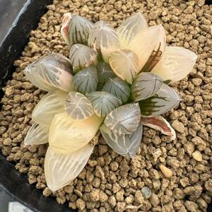 ★サボテン・多肉植物★861★ハオルシア ブラックオブツーサ錦　Haworthia　obtusa(dielsiana ) varieg ★ハオルチア 