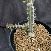 ★サボテン・多肉植物★876★ユーフォルビア・ミクラカンサ Euphorbia micracantha ★コーデックス　塊根　_画像5