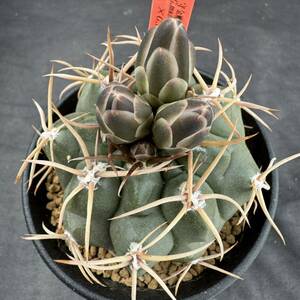 ★サボテン・多肉★886★ギムノカリキュウム　守金魔天×フェロシオール　実生Gymnocalycium mazanense 'Morikane'×G.ferocior★seedling