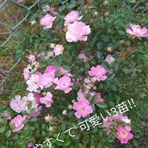プリンセスピーチ3苗　花の色が　白→薄ピンク→濃いピンク ミニバラ 四季咲き バラ