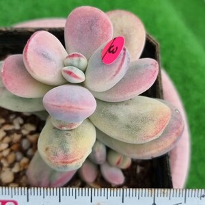 0424-P303 嫁入り娘(錦) Cotyledon 多肉植物 韓国苗