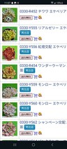多肉植物 韓国苗 28個 まとめ売り2_画像1