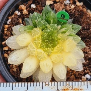 0418-G109 かぼちゃ(錦) エケベリア 多肉植物 韓国苗