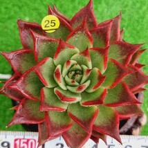 0420-Y425 Redball エケベリア 多肉植物 韓国苗_画像1