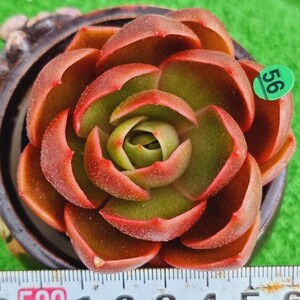 G0430-G156 紅燈 エケベリア 多肉植物 韓国苗