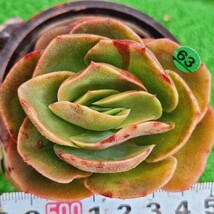 G0430-G163 高砂の翁(錦) エケベリア 多肉植物 韓国苗_画像1