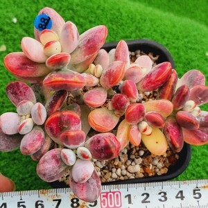 0430-B088 スイカ嫁入り娘(錦) Cotyledon 多肉植物 韓国苗