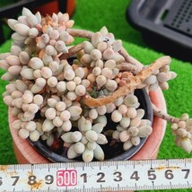 0502-W202 ベイビーフィンガー エケベリア 多肉植物 韓国苗_画像1