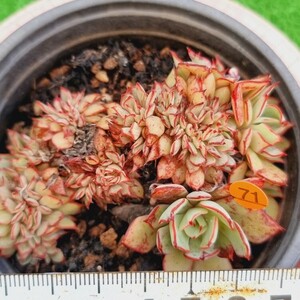 0409-O071 ストリクチフローラ綴化 エケベリア 多肉植物 韓国苗