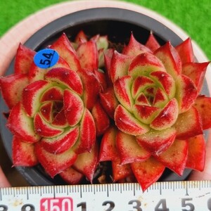 0411-B154 紅柿 エケベリア 多肉植物 韓国苗