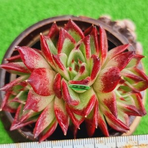 0418-G159 紅柿 エケベリア 多肉植物 韓国苗