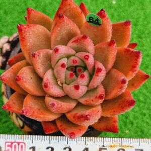 0418-G164 レッドプラダマリア エケベリア 多肉植物 韓国苗