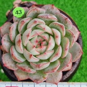 0423-G143 エンゼル エケベリア 多肉植物 韓国苗