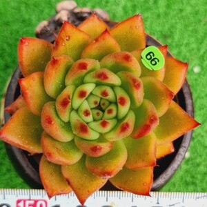 0423-G166 Garca エケベリア 多肉植物 韓国苗