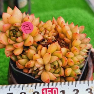 0424-P327 ワインピーチ エケベリア 多肉植物 韓国苗