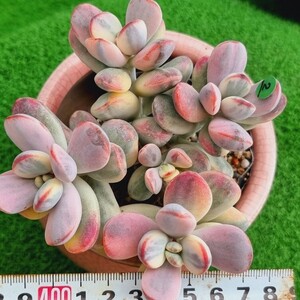 G0430-G102 嫁入り娘(錦) Cotyledon 多肉植物 韓国苗