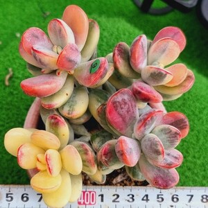 G0430-G109 嫁入り娘(錦) Cotyledon 多肉植物 韓国苗