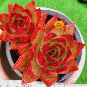 0409-O074 紅柿 エケベリア 多肉植物 韓国苗