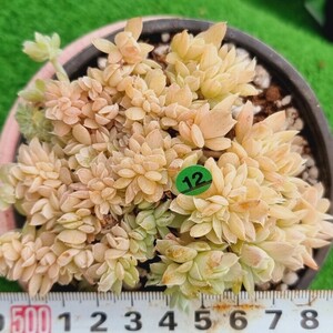 0418-G112 Pastel綴化(錦) エケベリア 多肉植物 韓国苗