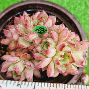 0418-G135...ekebe rear succulent plant Korea seedling 