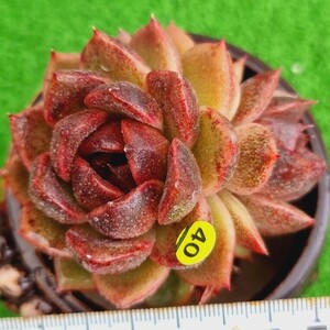 0420-Y440 クッキー エケベリア 多肉植物 韓国苗