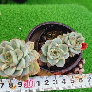 0420-R363 プリマゴールド エケベリア 多肉植物 韓国苗