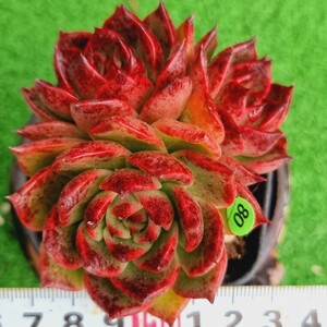 0423-G180 キングダムボース エケベリア 多肉植物 韓国苗