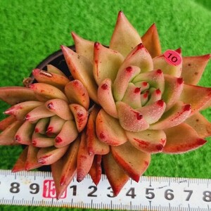 0424-P310 レッドワイン エケベリア 多肉植物 韓国苗