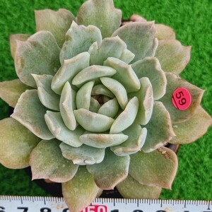 0424-P359 ホワイトカーネーション エケベリア 多肉植物 韓国苗