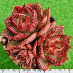 0425-R490 キングダムボース エケベリア 多肉植物 韓国苗