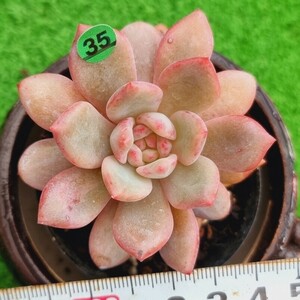 0406-G335 アリエル エケベリア 多肉植物 韓国苗