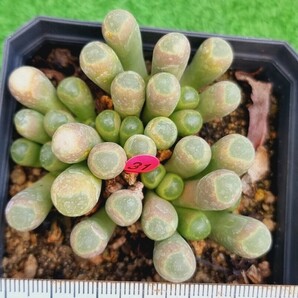 0413-P331 五十鈴玉 エケベリア 多肉植物 韓国苗の画像1