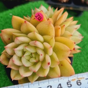 0416-P070 原種シャネル エケベリア 多肉植物 韓国苗