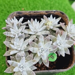 0418-G106 ホワイトグリニ エケベリア 多肉植物 韓国苗の画像2