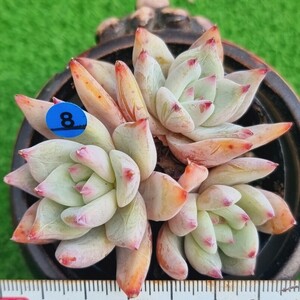 0418-B008 原種コロラタ エケベリア 多肉植物 韓国苗