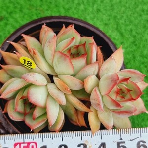 0420-Y418 ピンクドラゴン エケベリア 多肉植物 韓国苗