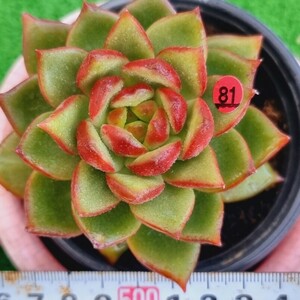 0420-R381 Mongsili エケベリア 多肉植物 韓国苗