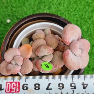 0423-G108 アメチス 交配 エケベリア 多肉植物 韓国苗