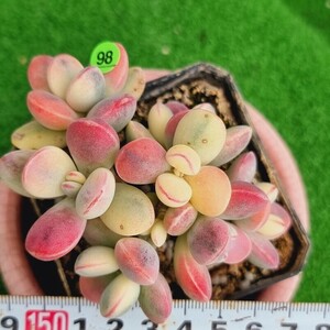 0423-G198 嫁入り娘(錦) Cotyledon 多肉植物 韓国苗