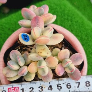 0423-B086 嫁入り娘(錦) Cotyledon 多肉植物 韓国苗