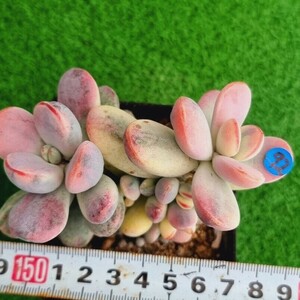 0423-B092 嫁入り娘(錦) Cotyledon 多肉植物 韓国苗