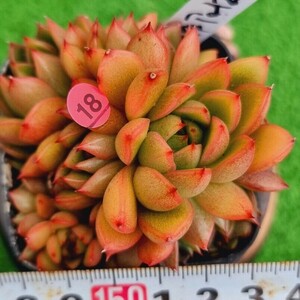 0424-P318 ワインピーチ エケベリア 多肉植物 韓国苗