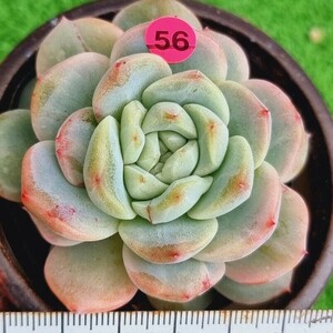 0424-P356 ピンクダイヤ エケベリア 多肉植物 韓国苗