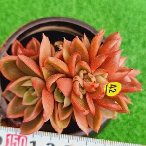 0425-Y542 hHongna綴化 エケベリア 多肉植物 韓国苗