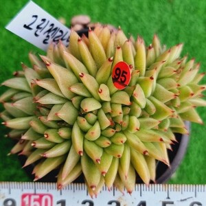 0425-R495 グリーンジェラート綴化 エケベリア 多肉植物 韓国苗