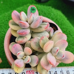 G0430-G106 嫁入り娘(錦) Cotyledon 多肉植物 韓国苗