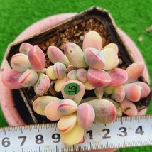 G0430-G115 嫁入り娘(錦) Cotyledon 多肉植物 韓国苗_画像1